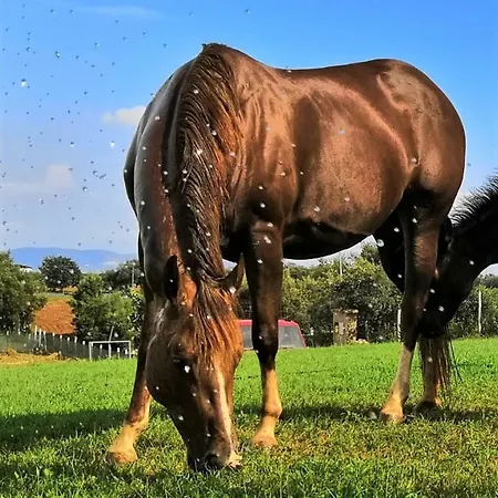 Sicily Ranch Κάμπινγκ *