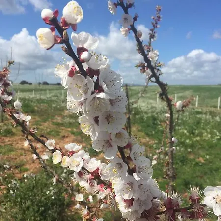 Κάμπινγκ Sicily Ranch *